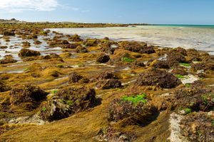Sur le littoral de l’île, s’amoncellent comme l'année dernière les sargasses, ces algues brunes qui émettent en séchant du sulfure d'hydrogène et ammoniaque. (Image d'illustration)