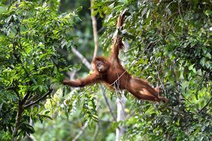 En images : après "l'école de la forêt", des orangs-outans remis en liberté en Indonésie