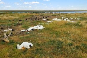 Des pélicans et des cormorans morts près de Big Lake dans le Montana.