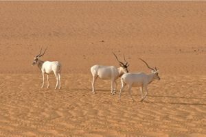 Trois addax photographiés à l'état sauvage au Niger en 2012 à la lisière des provinces reculées d'Agadez et de Diffa, en plein désert du Sahara.