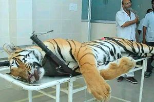 La tigresse tuée vendredi dans l'État du Maharashtra (ouest) au terme de plusieurs mois de traque.
