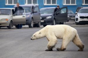 Ours polaire égaré en Russie. 