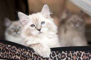 Journée internationale du chat : l'espoir de l'adoption