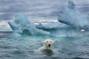 En Arctique, un ours polaire nage entre les blocs de glace