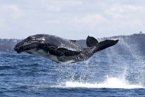 L’envol de la baleine à bosse