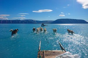 Les chiens de traineau du climatologue Steffen Olsen, les pattes dans l'eau sur le fjord d'Inglefield (Bredning), au nord-ouest du Groenland.