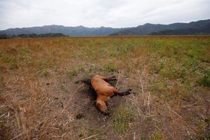 Les restes d'un cheval au Chili. 