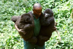 Les rangers du parc des Virunga font des rondes avec une kalachnikov sous le bras