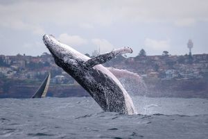 Le spectacle envoûtant des baleines à bosses à Sydney