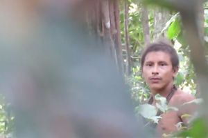 Un membre de la tribu Awa, filmé par une association de vidéastes indigènes, par l'intermédiaire de l'ONG Survival International.