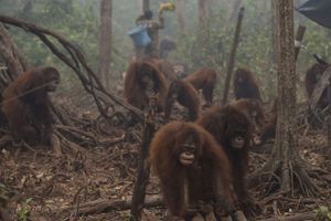 Les orangs-outans en péril 