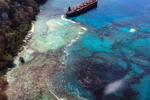 Marée noire en Australie : les images du désastre écologique