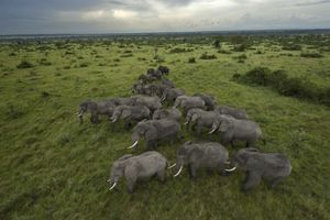 Dans le Parc national Queen Elizabeth, en Ouganda, classé réserve de biosphère par l’Unesco, les éléphants peuvent espérer vivre tranquilles.