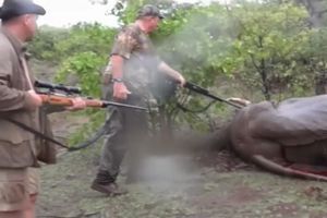 Pascal Olmeta, à gauche, et son guide s'approchent de l'éléphant qui vient d'être abattu. 
