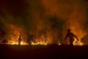 Pendant que l'Amazonie se consume, l’Indonésie brûle aussi 