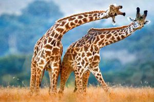 La danse des girafes