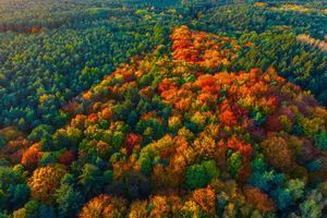 Quand le drone sublime les forêts d’automne