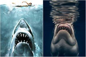 Quand un grand requin blanc rejoue Les Dents de la mer