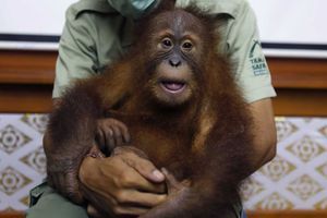 Le bébé orang-outan Bon Bon avait été retrouvé dans une valise en mars dernier. 