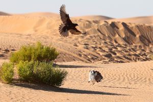 Photo d'illustration d'une chasse au faucon d'outarde houbara, aux Emirats arabes unis en décembre 2017.