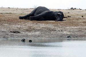 Un éléphant jonche le sol au Zimbabwe 
