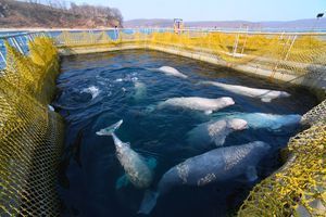 Traquées, enfermées, revendues…le scandale de la "prison des baleines"