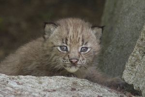 Un des petits lynx, né au Parc zoologique de Paris.