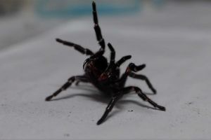 L'araignée à toile entonnoir analysé par l'Australian Reptile Park (ARP).