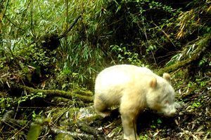 Le panda est un albinos âgé d'un à deux ans.