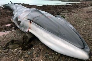 La baleine échouée sur une plage des Cornouailles, vendredi.