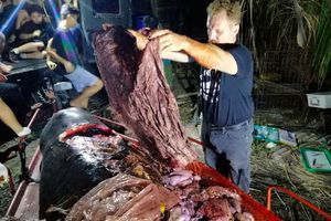 Une baleine de 4,7 mètres s'est échouée vendredi dans la localité de Mabini.