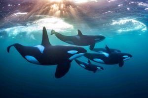 Une famille d’orques au grand complet devant l’objectif de Todd Thimios