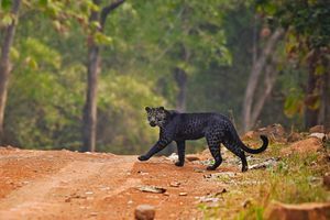 Une rare panthère noire photographiée en Inde
