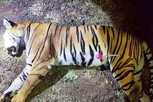 Avni a été tuée par balles dans la jungle de l'Etat de Maharashtra.