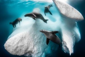 Voici les plus belles photos sous-marines de l’année