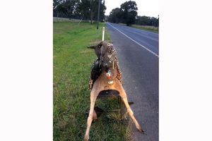 Le kangourou retrouvé mort en Australie sur une chaise. 