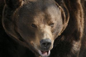 Un ours de Sibérie au zoo de Krasnoïarsk (image d'illustration). 