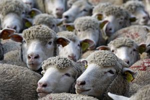 Des moutons à Marseille (image d'illustration). 
