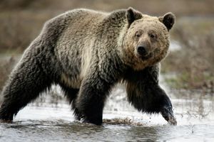 Le réchauffement climatique est deux à trois fois plus prononcé en Arctique qu'ailleurs sur la planète, et des biologistes pointent ses effets sur l'habitat naturel des plantigrades pour expliquer que des grizzlys et des ours polaires soient aperçus bien loin de leurs territoires traditionnels. (Image d'illustration)