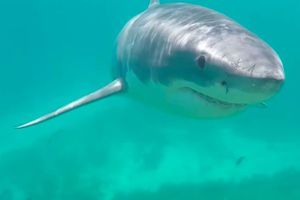 Australie : un plongeur se retrouve nez-à-nez avec un grand requin blanc