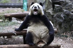 Des muscles d'acier, des griffes redoutables et une mâchoire surpuissante: tel est le véritable panda. 