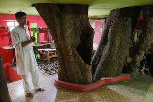 Inde : ils construisent leur maison autour d’un arbre, pensant que des dieux y résident