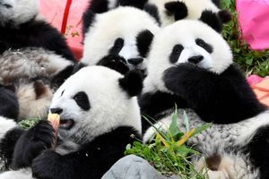Le joyeux anniversaire des pandas en Chine