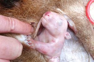 Le magnifique et poignant sauvetage d'un bébé wombat