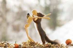 Les écureuils, dingues de Halloween