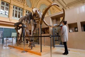 Lyon : un homme s’offre un superbe squelette de mammouth à 548 000 euros 