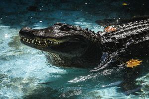 Muja, l’alligator le plus vieux du monde, fête ses "90 ans"