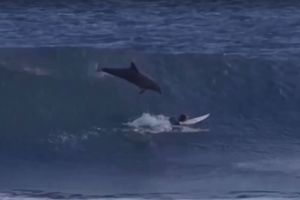 Un dauphin saute et heurte un jeune champion de surf