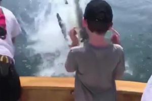 Le jeune garçon n'a pas vu le requin venir.