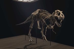 Un squelette de T-Rex, vieux de 67 millions d'années, est à vendre à New York